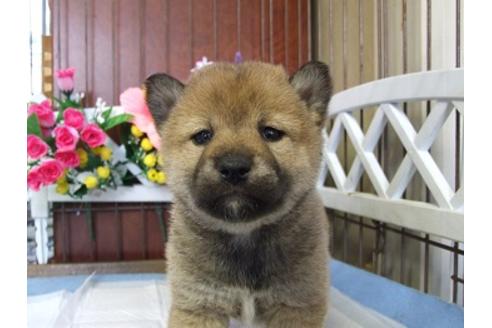 成約済の三重県の柴犬-43878の3枚目
